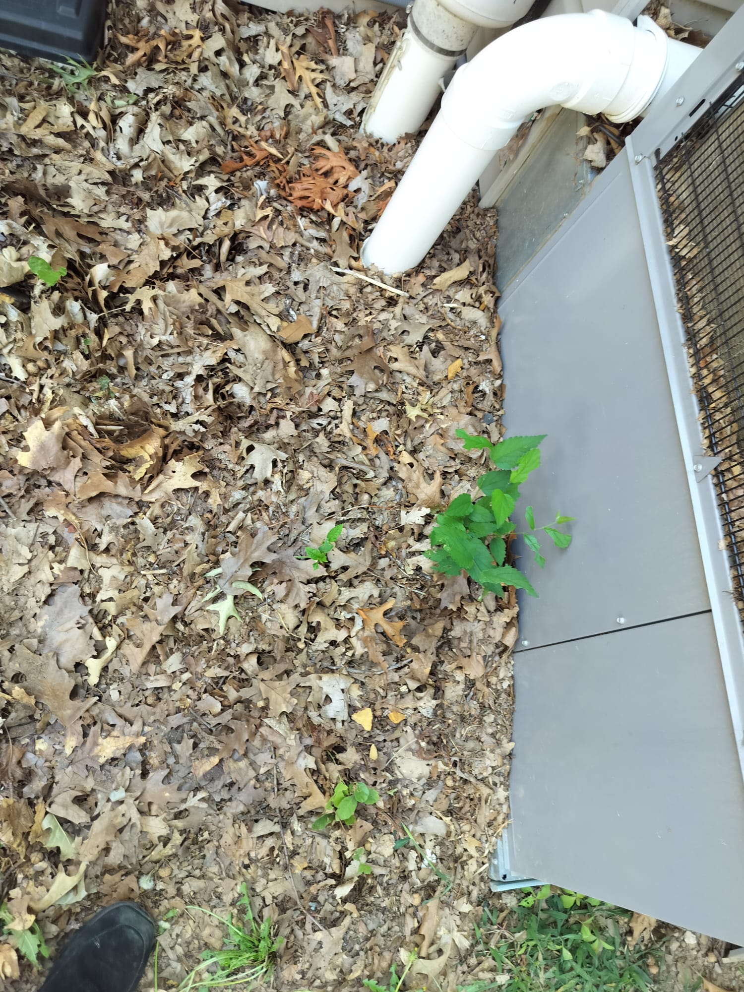 Clean Condensate Drain Piping